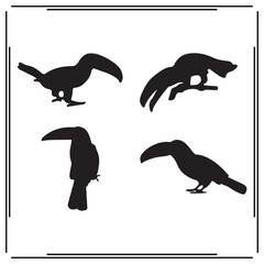 Toucan silhouette, Toucan illustration , Toucan clipart, Toucan vector , Toucan icon , black Toucan, Toucan illustration on white background,