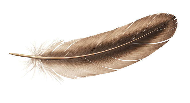 Fototapeta A single brown feather isolated against a black background with intricate details and soft texture shown