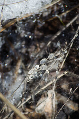 A fly on a willow tree
