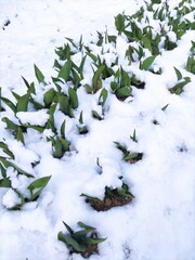 Tulips leaves covered with snow. Spring flowers growing under white snow cover. Photo of anomaly in nature. The unexpected return of winter.