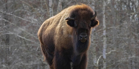 Obraz premium American Bison (Bison Bison) or Buffalo