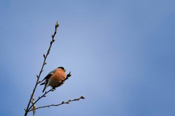 common bullfinch or Eurasian bullfinch Pyrrhula pyrrhula
