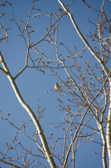 Warbler