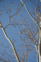 Warbler
