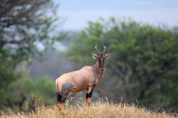 topi antilope in tanzania
