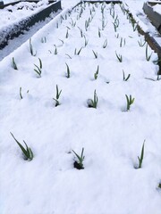 Garlic sprouts under snow. Vegetable garden under snow. Photos of gardening and anomalies in nature. Unexpected return of winter.