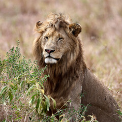 the king of the jungle, the lion