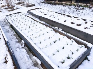 Garlic sprouts on a snow-covered bed. Wooden beds with green shoots. Vegetable garden under snow. Photography of gardening and anomalies in nature