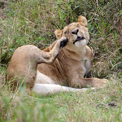 a lioness scratching her head