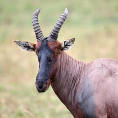topi antilope in tanzania