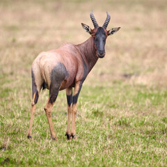 topi antelope in the wild