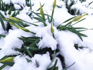 Daffodils covered with snow. Spring flower buds with green leaves under white snow cover. Photo of an anomaly in nature. The unexpected return of winter.