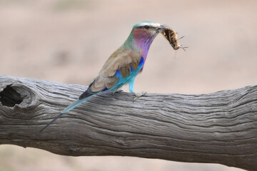 lilac breasted roller with a caught grasshopper on a branch in tanzania