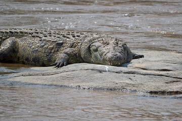 crocodile in the water