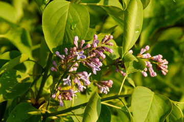Obraz premium Blüte, Lila, Flieder, Natur, Blatt