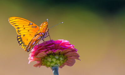 Orange butterfly on pink flower