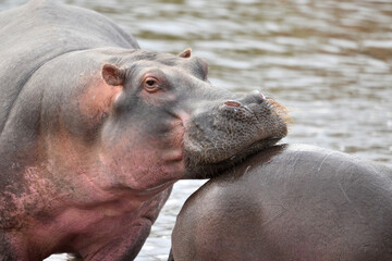 a hippopotamus in a river in tanzania