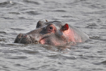 a hippopotamus in a river in tanzania