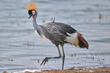 grey crowned crane in ngorongoro tanzania