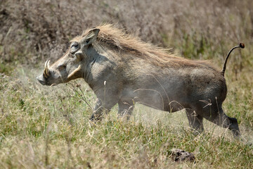 a warthog in tanzania africa