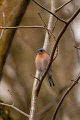 Chaffinch bird,  songbird of the family of finches,