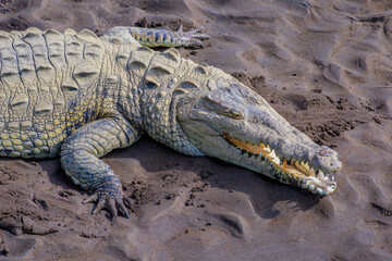 Fototapeta premium Crocodile on sand