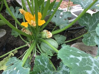 Obraz premium zucchini squash in the garden