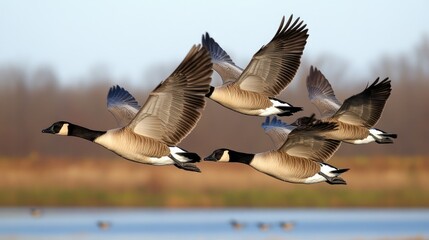 Obraz premium Graceful geese navigate the sky in perfect formation, highlighting their wings and feathers against a vibrant blue backdrop
