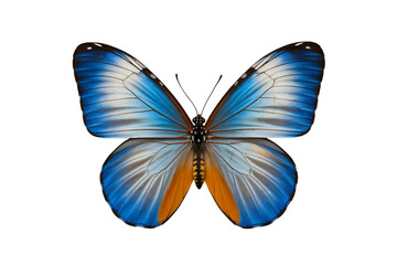The Majestic Blue and White Morpho Butterfly with its Exquisite Wing Patterns isolated on transparent background , cutout