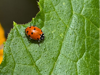 ladybug on leaf