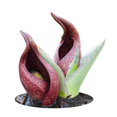 Symplocarpus foetidus - Eastern Skunk Cabbage - Native North American Wetland Plant Isolated