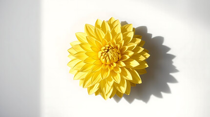 A single large real yellow dahlia flower head isolated against a transparent background for design elements