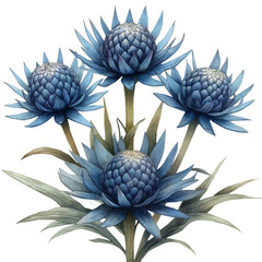 Flannel Flower, watercolor illustration, isolated on a white background.

