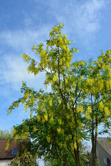 Baum, Blüten, Himmel, Natur, Frühling