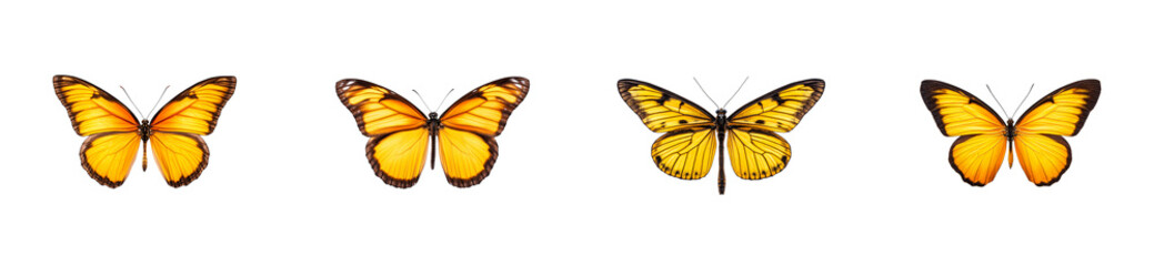 Beautiful yellow butterflies displayed with transparent background