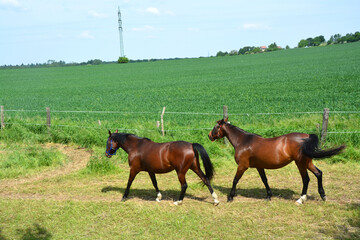 Tier, Pferd, Weide, Himmel, Landschaft