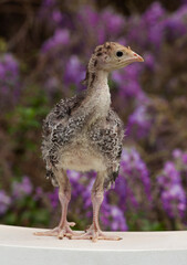 Baby turkey against a purple flower background