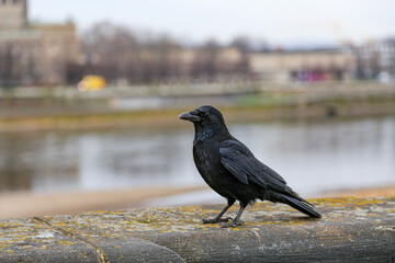 A black crow is standing on a ledge near a body of water