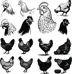 Chicken Hen Silhouettes for Vector Art and Poultry Graphics Hen Silhouette Set for Farm Animal and Logo Design
