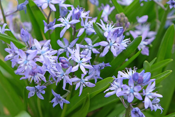 Blue Scilla bifolia, the alpine squill, Turkish squill,  or two leaf squill in flower