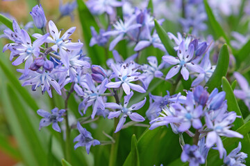 Blue Scilla bifolia, the alpine squill, Turkish squill,  or two leaf squill in flower