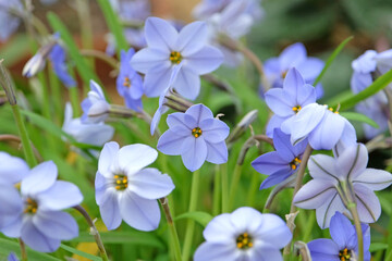 Pale blue Ipheion ‘Rolf Fiedler’, spring star flower, in bloom.