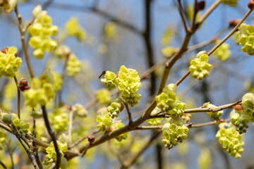 Yellow Corylopsis sinensis variety sinensis, Chinese winter hazel, in flower.