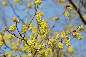 Yellow Corylopsis sinensis variety sinensis, Chinese winter hazel, in flower.