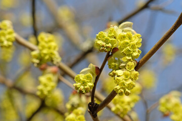 Yellow Corylopsis sinensis variety sinensis, Chinese winter hazel, in flower.