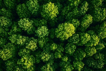 Aerial Lush Green Forest Canopy Scenery with Dense Treetops and Detailed Texture