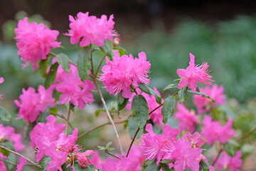 Small pink Rhododendron ‘Ostara’ in flower.