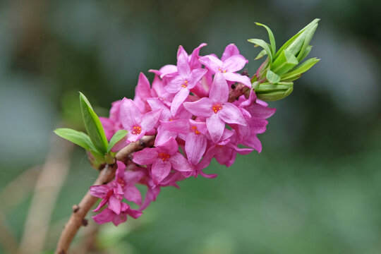 Purple Daphne mezereum or mezereon in flower.