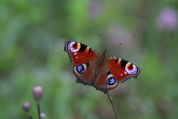 Peacock butterfly on purple thistle flower. Peacock butterfly (Aglais io). European butterflies 
