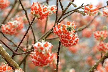 Red Edgeworthia chrysantha, or paperbush or Oriental paperbush ‘Red Dragon’ in flower.